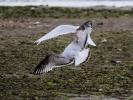 Mouette mélanocéphale Ichthyaetus melanocephalus (Temminck, 1820)