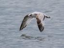 Mouette mélanocéphale Ichthyaetus melanocephalus (Temminck, 1820)