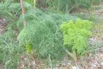 Ferule commune, Pamelier Ferula communis L., 1753