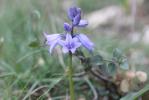 Jacinthe d'Espagne Hyacinthoides hispanica (Mill.) Rothm., 1944