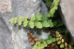 Doradille de Pétrarque Asplenium petrarchae (Guérin) DC., 1815