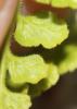 Doradille de Pétrarque Asplenium petrarchae (Guérin) DC., 1815