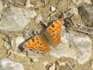 Gamma (Le), Robert-le-diable (Le), C-blanc (Le), D Polygonia c-album (Linnaeus, 1758)