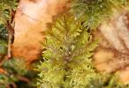  Hylocomium splendens (Hedw.) Schimp., 1852