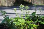 Pétasite blanc Petasites albus (L.) Gaertn., 1791