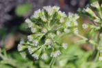 Pétasite blanc Petasites albus (L.) Gaertn., 1791