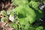 Pétasite blanc Petasites albus (L.) Gaertn., 1791