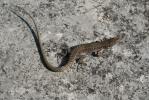 Lézard catalan Podarcis liolepis (Boulenger, 1905)