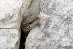 Lézard catalan Podarcis liolepis (Boulenger, 1905)