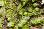  Frullania dilatata (L.) Dumort., 1835