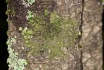  Frullania dilatata (L.) Dumort., 1835
