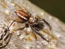  Icius hamatus (C.L. Koch, 1846)