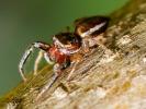  Icius hamatus (C.L. Koch, 1846)