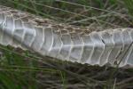 Couleuvre de Montpellier Malpolon monspessulanus (Hermann, 1804)