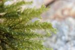  Thamnobryum alopecurum (Hedw.) Gangulee