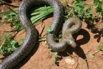 Couleuvre d'Esculape Zamenis longissimus (Laurenti, 1768)