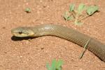 Couleuvre d'Esculape Zamenis longissimus (Laurenti, 1768)