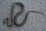 Couleuvre d'Esculape Zamenis longissimus (Laurenti, 1768)