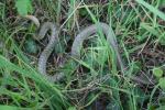 Couleuvre d'Esculape Zamenis longissimus (Laurenti, 1768)