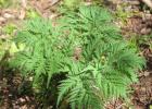 Moloposperme du Péloponnèse Molopospermum peloponnesiacum (L.) W.D.J.Koch, 1824