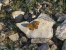 Mégère (La), Satyre (Le) Lasiommata megera (Linnaeus, 1767)