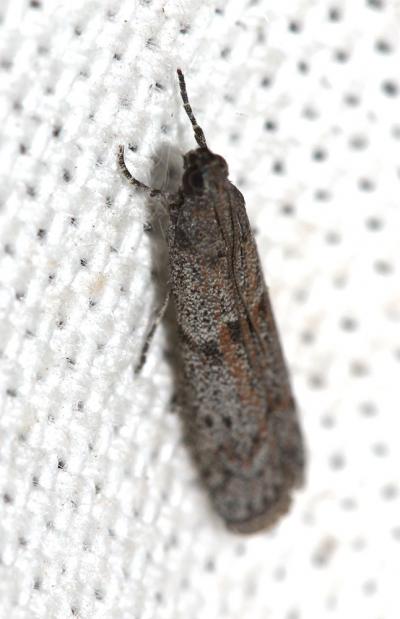  Ephestia parasitella Staudinger, 1859