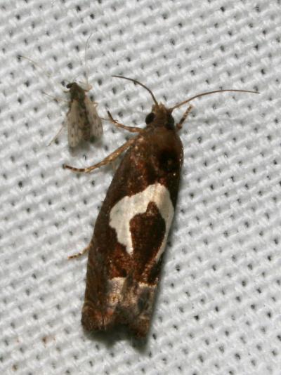  Epiblema foenella (Linnaeus, 1758)