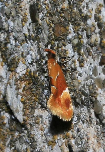  Epicallima formosella (Denis & Schiffermüller, 1775)