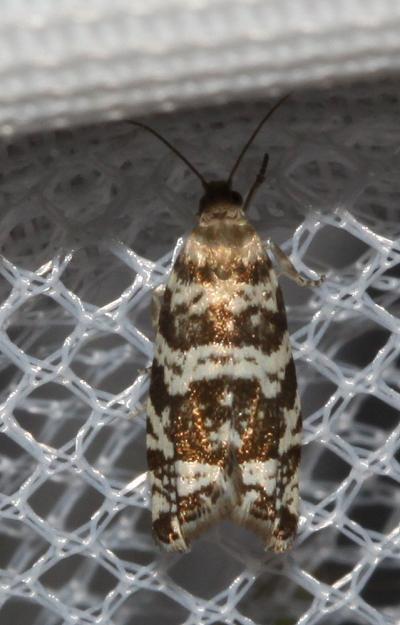  Epinotia tedella (Clerck, 1759)