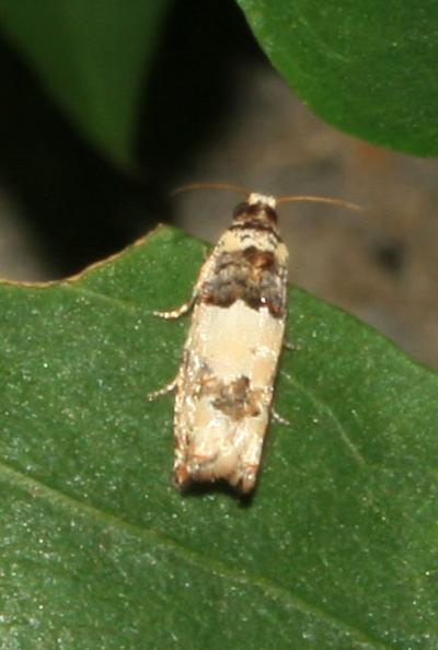 Epinotia thapsiana (Zeller, 1847)