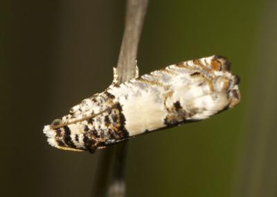  Epinotia thapsiana (Zeller, 1847)