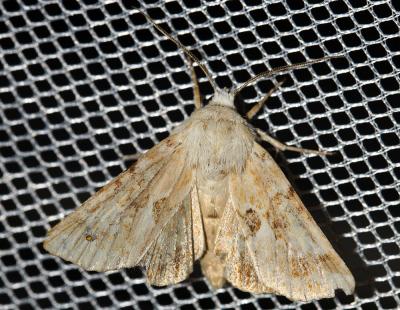 Noctuelle jaunâtre (La) Eremobia ochroleuca (Denis & Schiffermüller, 1775)