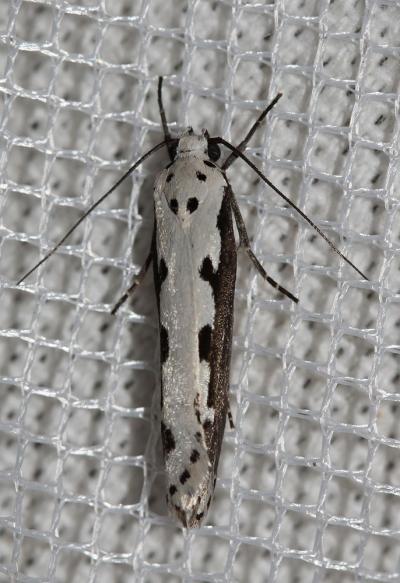  Ethmia bipunctella (Fabricius, 1775)