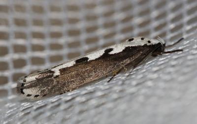  Ethmia bipunctella (Fabricius, 1775)