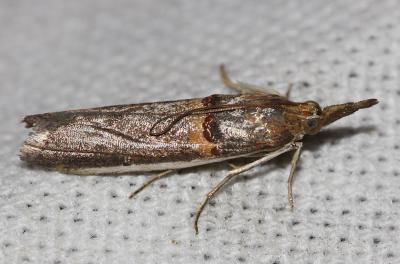  Etiella zinckenella (Treitschke, 1832)
