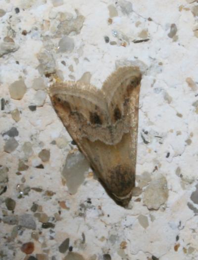 Anthophile des Inules (L') Eublemma parva (Hübner, 1808)