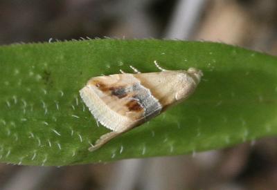 Anthophile des Inules (L') Eublemma parva (Hübner, 1808)