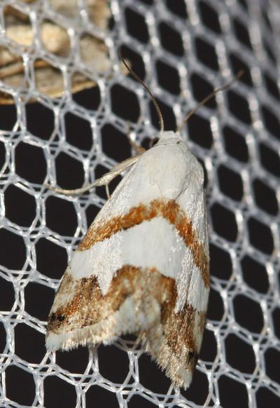Anthophile superbe (L') Eublemma candidana (Fabricius, 1794)