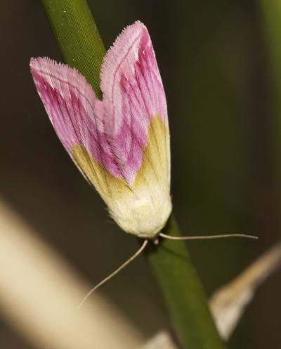 Noctuelle purpurine (La) Eublemma purpurina (Denis & Schiffermüller, 1775)