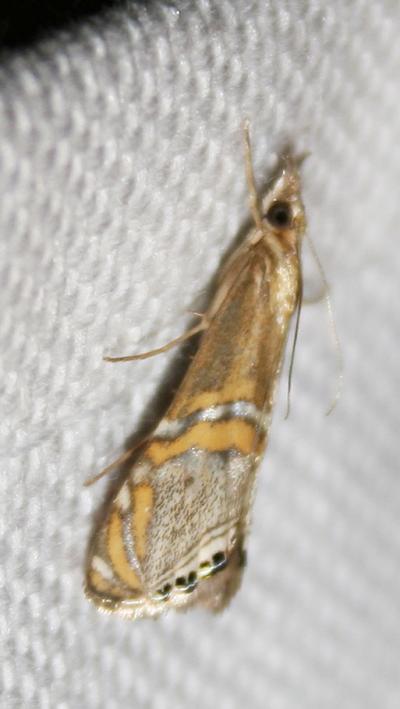  Euchromius anapiellus (Zeller, 1847)