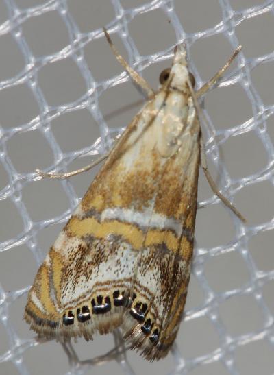  Euchromius bella (Hübner, 1796)