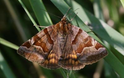 Doublure jaune (La) Euclidia glyphica (Linnaeus, 1758)