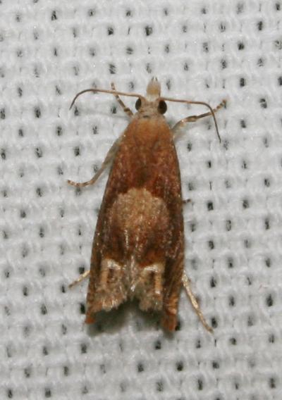  Eucosma conterminana (Guenée, 1845)