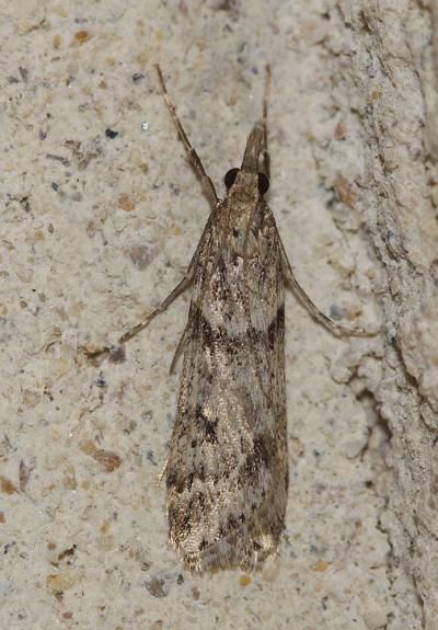  Eudonia angustea (Curtis, 1827)