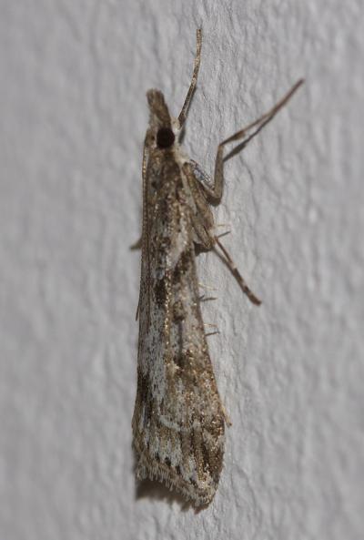  Eudonia angustea (Curtis, 1827)