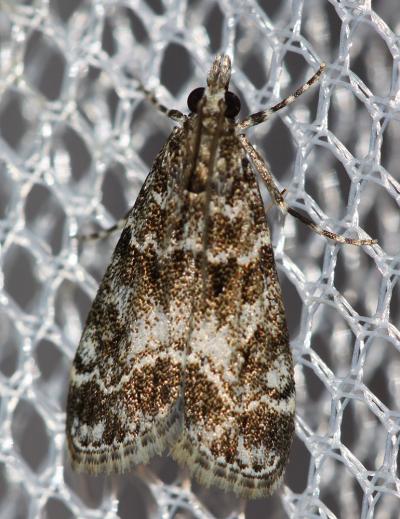  Eudonia mercurella (Linnaeus, 1758)