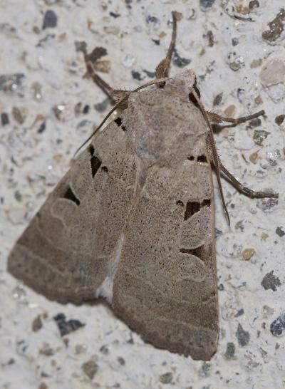 Noctuelle à I double (La) Eugnorisma glareosa (Esper, 1788)