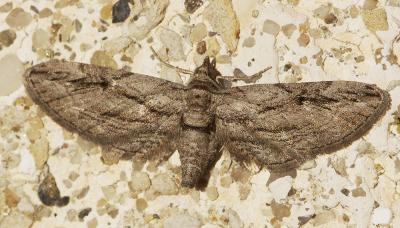 Eupithécie du Cyprès (L') Eupithecia phoeniceata (Rambur, 1834)