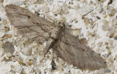 Eupithécie du Cyprès (L') Eupithecia phoeniceata (Rambur, 1834)