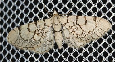Eupithécie veinée (L') Eupithecia venosata (Fabricius, 1787)
